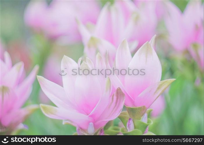 spring pastel flowers in day light