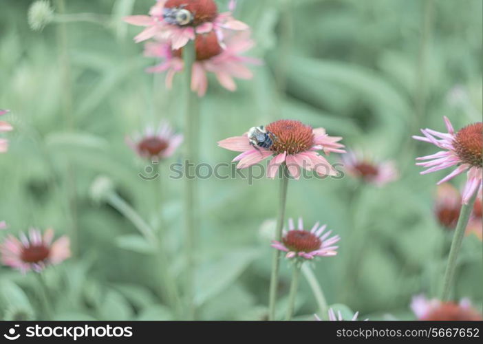 spring pastel flowers in day light