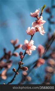 Spring peach blossom in garden with blue sky background