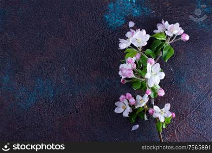 Spring pink apple tree flowers twigs on gray background, low key top view with copy space. Spring tree apple flowers
