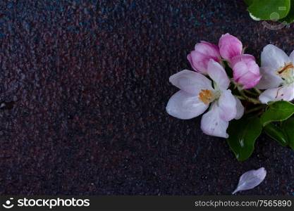 Spring pink apple tree flowers twigs on gray background, low key top view. Spring tree apple flowers