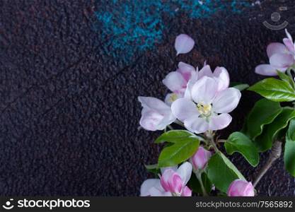 Spring pink apple tree flowers twigs on gray background, low key top view. Spring tree apple flowers