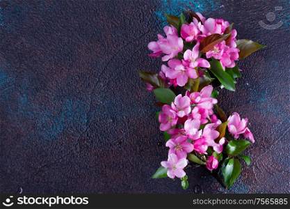 Spring pink cherry tree flowers and leaves twigs with. Spring tree flowers