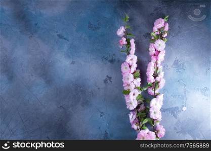 Spring pink cherry tree flowers blooming twig close up on gray background, low key flat lay scene with copy space. Spring tree flowers