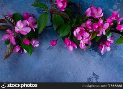 Spring pink cherry tree flowers blooming twigs border on gray background, low key flat lay scene. Spring tree flowers