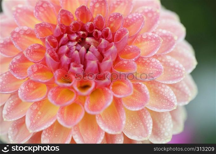 Spring pink flower in macro