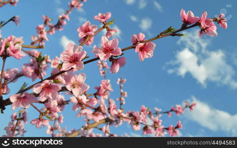 Spring pink flowers on blue background