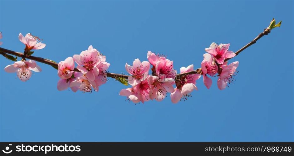 Spring pink flowers on blue background