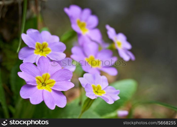 Spring pink flowers (Primula vulgaris) in the forest