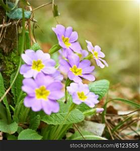 Spring pink flowers (Primula vulgaris) in the sunny forest
