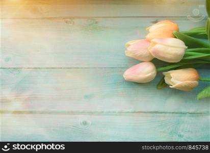 Spring pink tulips flower on color wooden background. Tulip, gardening concept. Top view, copy space for your text.. Spring pink tulips flower on color wooden background. Tulip, gardening concept. Top view, copy space for text.