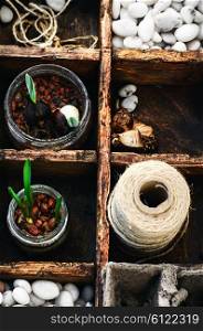 spring plant seedlings in wooden box grown planting. Shoots of spring plants