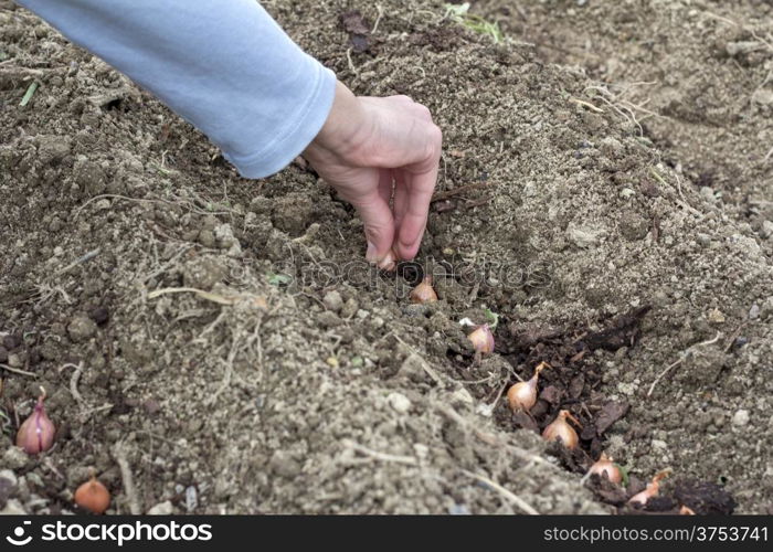 Spring Planting vegetable seeds in prepared soil &#xA;