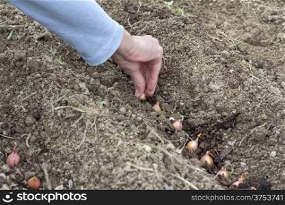 Spring Planting vegetable seeds in prepared soil &#xA;