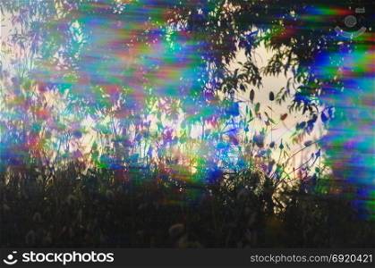 Spring plants silhouette through prism filter abstract colorful light streaks.