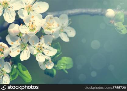 Spring plum flowers for background. Copy space