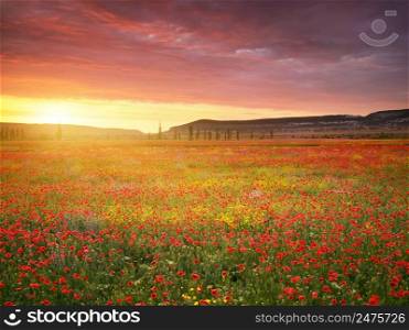 Spring poppies flowers in meadow. Beautiful landscapes.