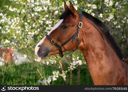 spring portrait of bay horse