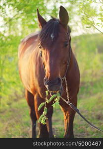 spring portrait of beautiful horse.
