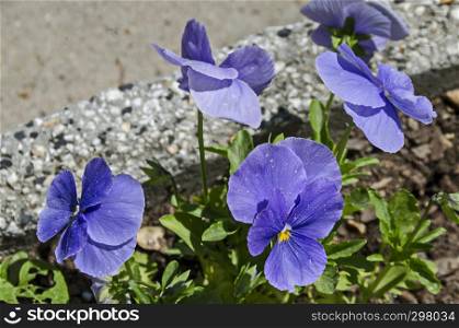 Spring Purple pansy, Viola altaica or violet flower covered with snow, Pancharevo, Sofia, Bulgaria