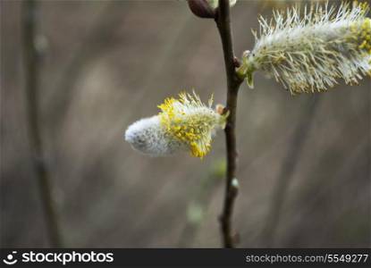 Spring pussy willow branch in blossom against nature background