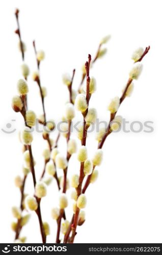 Spring pussy willows