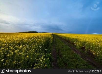 Spring rapeseed yellow blooming fields after rain evening view, cloudy pre sunset sky with rainbow, ground road, and rural hills. Seasonal, weather, climate, eco, farming, countryside beauty concept.