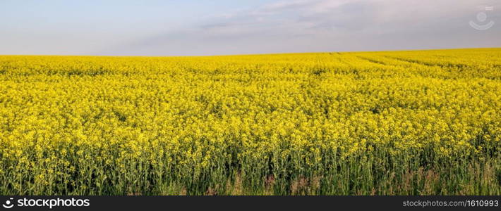 Spring rapeseed yellow blooming fields and blue sky panorama in sunlight. Natural seasonal, good weather, climate, eco, farming, countryside beauty concept.