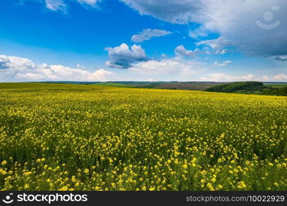 Spring rapeseed yellow blooming fields. Natural seasonal, good weather, climate, eco, farming, countryside beauty concept.