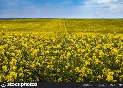 Spring rapeseed yellow blooming fields. Natural seasonal, good weather, climate, eco, farming, countryside beauty concept.