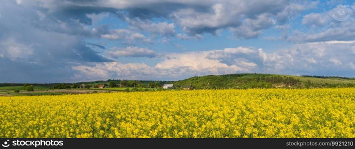 Spring rapeseed yellow blooming fields panoramic view, blue sky with clouds in sunlight. Natural seasonal, good weather, climate, eco, farming, countryside beauty concept.