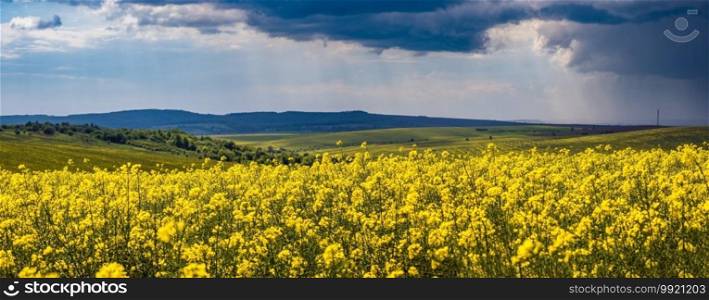 Spring rapeseed yellow blooming fields panoramic view, sky with clouds in sunlight. Natural seasonal, good weather, climate, eco, farming, countryside beauty concept.