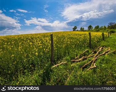 Spring rapeseed yellow blooming fields view, blue sky with clouds and sunshine. Natural seasonal, good weather, climate, eco, farming, countryside beauty concept.