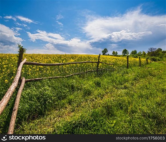 Spring rapeseed yellow blooming fields view, blue sky with clouds and sunshine. Natural seasonal, good weather, climate, eco, farming, countryside beauty concept.