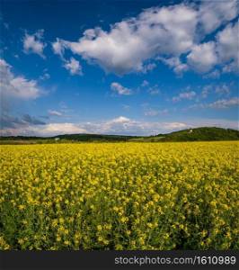 Spring rapeseed yellow blooming fields view, blue sky with clouds in sunlight. Pyatnychany tower  defense structure, 15th century  on far hill slope.