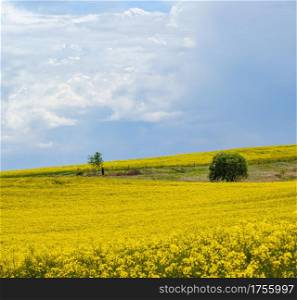 Spring rapeseed yellow blooming fields view, sky with clouds in sunlight. Natural seasonal, good weather, climate, eco, farming, countryside beauty concept.