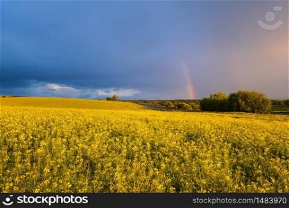 Spring rapeseed yellow fields after rain, cloudy pre sunset evening sky with colorful rainbow, rural hills. Natural seasonal, weather, climate, countryside beauty concept and background scene.