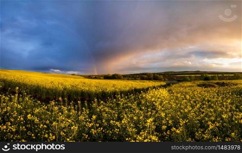 Spring rapeseed yellow fields after rain evening sunset view, cloudy pre sunset sky with colorful rainbow, ground road, and rural hills. Natural seasonal, weather, farming, countryside beauty concept.