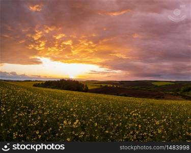 Spring rapeseed yellow fields, cloudy sunset evening sky, rural hills. Natural seasonal, weather, climate, countryside beauty concept and background scene.