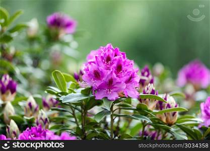 Spring Rhododendron flowers in Washington State. Blooming Rhododendron flowers with bokeh green background