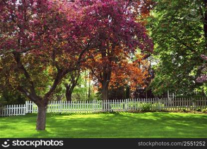 Spring rural landsccape with white picket fence and blooming apple trees