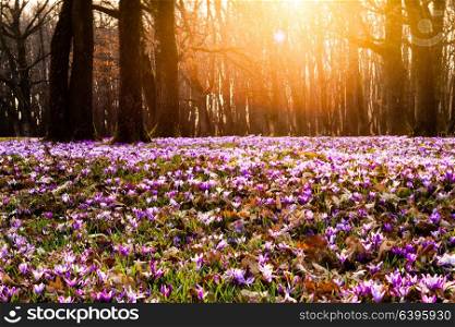 Spring saffron and grass carpet in the park. Beautiful nature flowers for inspiration. Tilt-shift version. Saffron meadow flowers