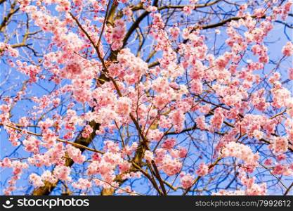 Spring Sakura Cherry Blossom. pink blossom sukura flowers