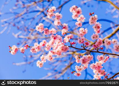 Spring Sakura Cherry Blossom. pink blossom sukura flowers