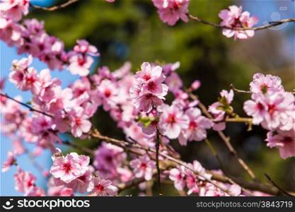 spring sakura pink flower