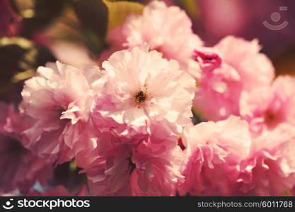 spring sakura pink flower