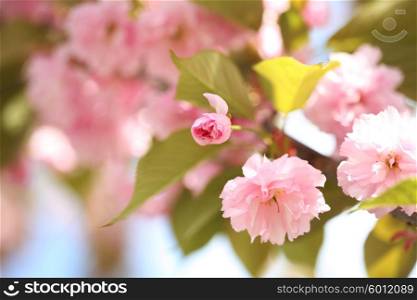 spring sakura pink flower