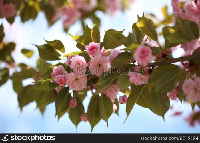 spring sakura pink flower