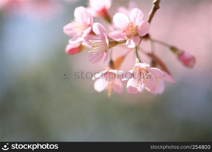 spring sakura pink flower in close up