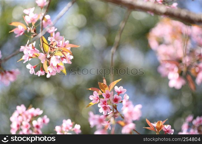 spring sakura pink flower in close up